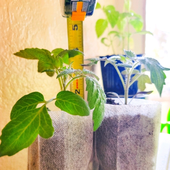 2 Non-GMO Live Plants, Plum Juliet Tomato - Picture 3 of 4